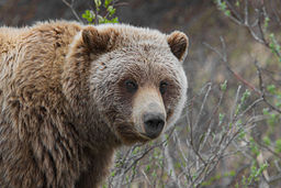 By Gregory 'Slobirdr' Smith (Grizzly Bear (Ursus arctos ssp.)) [CC BY-SA 2.0 (http://creativecommons.org/licenses/by-sa/2.0)], via Wikimedia Commons