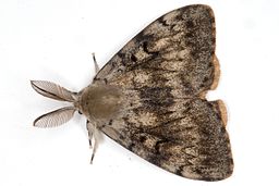 Gypsy Moth, By Jerzy Strzelecki (Own work) [CC BY-SA 3.0 (http://creativecommons.org/licenses/by-sa/3.0)], via Wikimedia Commons